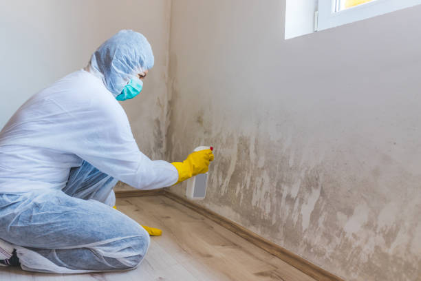 Licensed Black Mold Removal service in Plano, KY - WQB Mold Removal