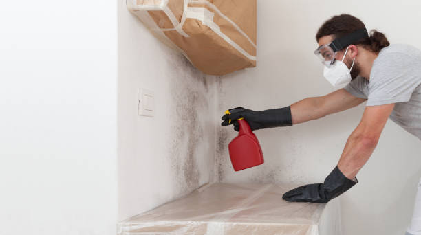 Professional Black Mold Removal technician working in Plano, KY