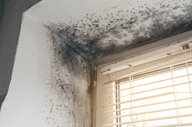 Affordable Black Mold Removal solutions in Plano, KY