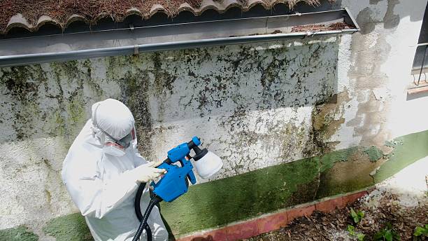 Top rated local Black Mold Removal specialists in Plano, KY